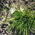 Zephyranthes candida